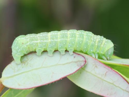 Orthosie verte (Orthosia hibisci)_3