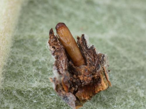 Mineuse des bourgeons du pommier (Blastodacna atra)_5