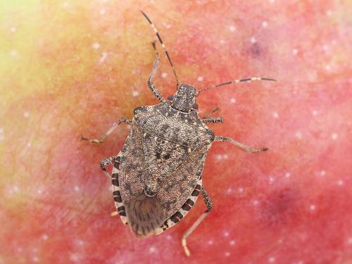 Punaise marbrée (Halyomorpha halys)_4