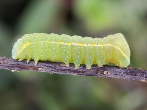 Noctuelle cuivrée (Amphipyra pyramidoides)_6