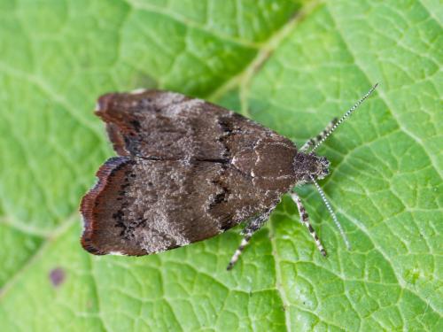 Squelette du pommier et du cenellier (Choreutis pariana)_6