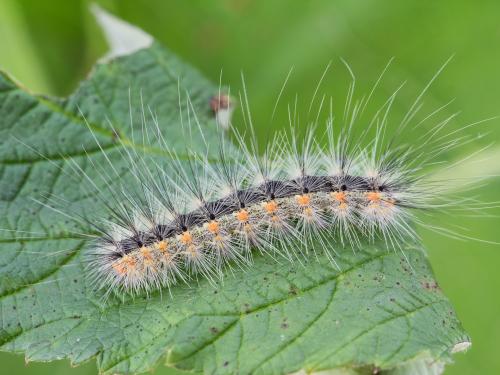 Chenille à tente estivale (Hyphantria cunea)_5