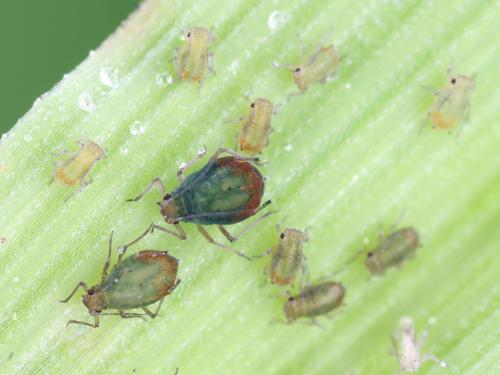 Puceron bicolore des céréales (Rhopalosiphum padi)_5