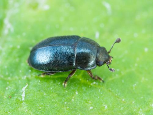 Méligèthe des crucifères (Brassicogethes viridescens)_1