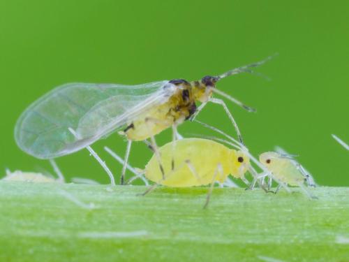 Puceron du soya (Aphis glycines)_8