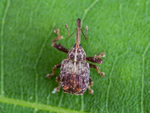 Charançon de la pomme (Anthonomus quadrigibbus)_4