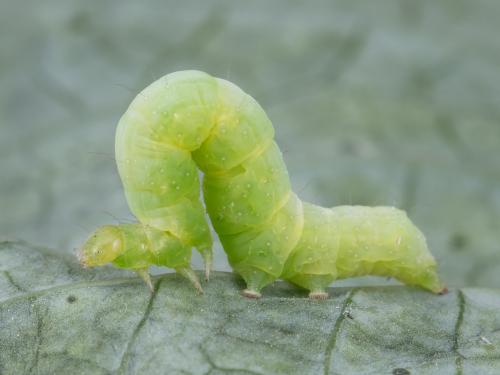 Fausse-arpenteuse du chou (Trichoplusia ni)_5