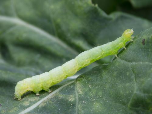 Fausse-arpenteuse du chou (Trichoplusia ni)_7