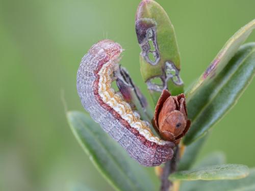 Ver-gris des fleurs d'atocas (Epiglaea apiata)_4