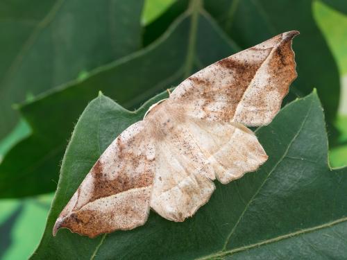 Arpenteuse bituberculée (Eutrapela clemataria)_6