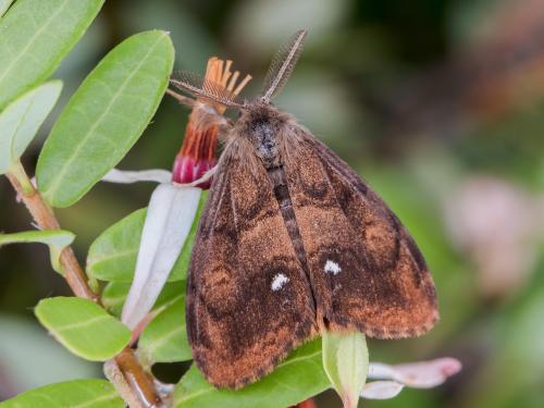 Chenille à houppes rousses (Orgyia antiqua)_9