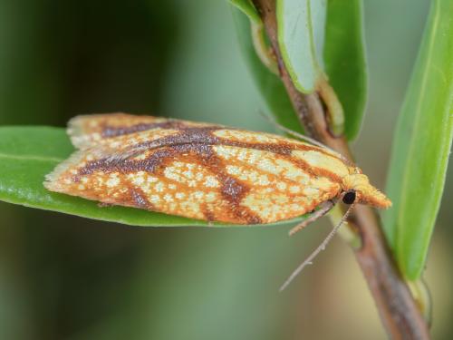 Tordeuse soufrée (Sparganothis sulfureana)_6