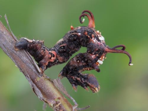 Arpenteuse pointes (Nematocampa resistaria)_2