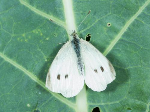 Piéride du chou (Pieris rapae)_14