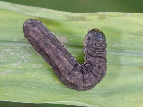 Ver-gris noir (Agrotis ipsilon)_7