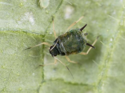 Puceron du melon (Aphis gossypii)_2