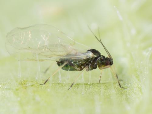 Puceron du melon (Aphis gossypii)_5