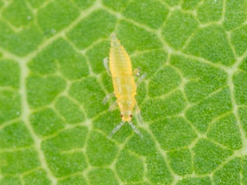 Thrips des fleurs (Frankliniella tritici)_3