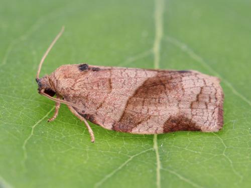 Tordeuse à bandes obliques (Choristoneura rosaceana)_8