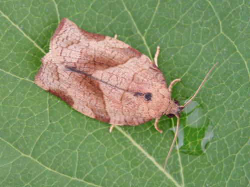 Tordeuse à bandes obliques (Choristoneura rosaceana)_9