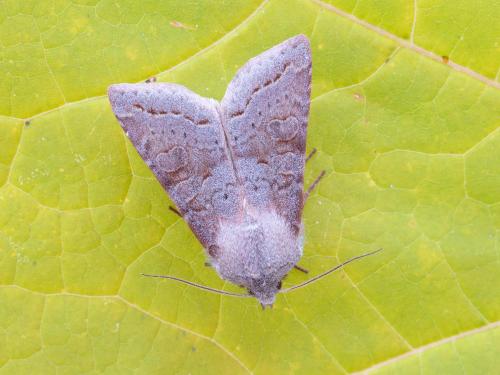 Orthosie gris-vert (Orthosia revicta)_8