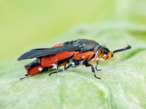 Perceur de la courge (Melittia cucurbitae)_8