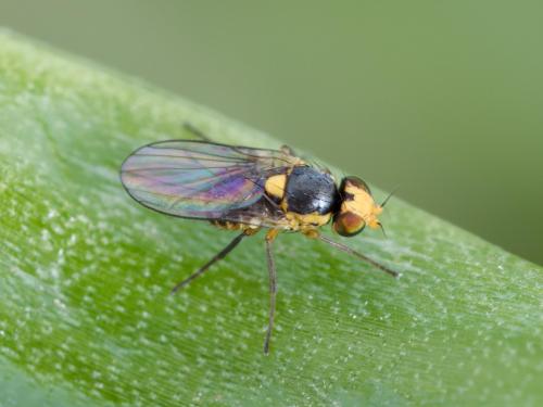 Mouche mineuse américaine (Liriomyza trifolii)_4