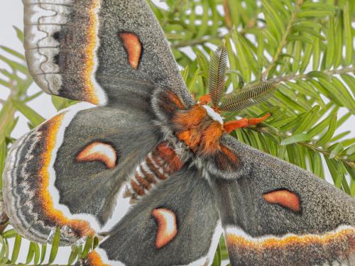 Saturnie cécropia (Hyalophora cecropia)_2