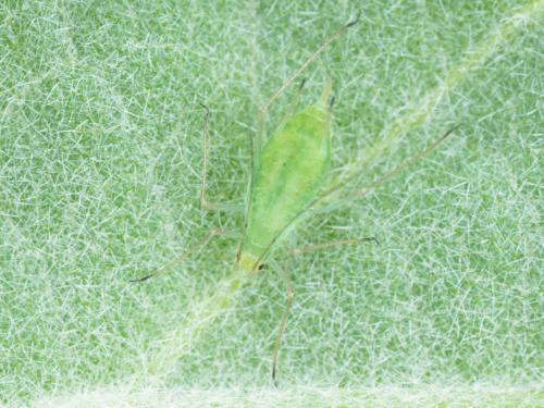 Puceron de la pomme de terre (Macrosiphum euphorbiae)_3