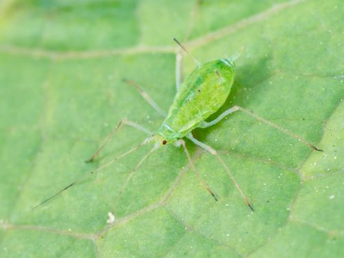 Puceron de la pomme de terre (Macrosiphum euphorbiae)_5