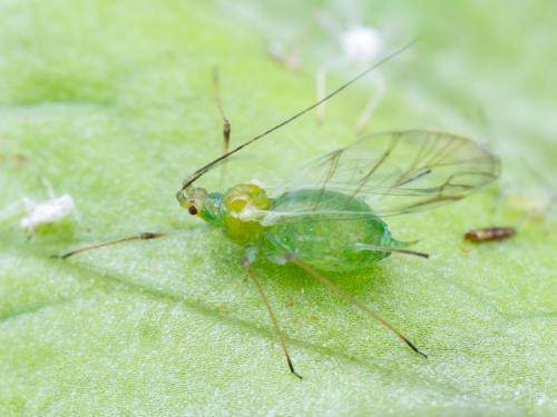 Puceron de la pomme de terre (Macrosiphum euphorbiae)_7