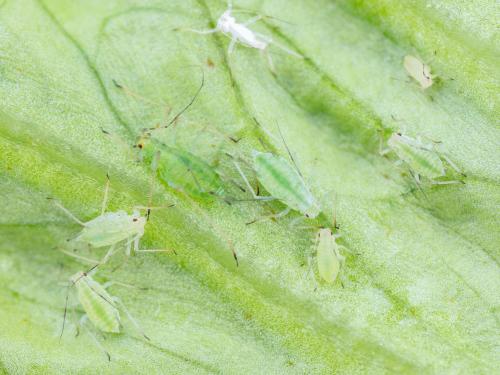 Puceron de la pomme de terre (Macrosiphum euphorbiae)_9