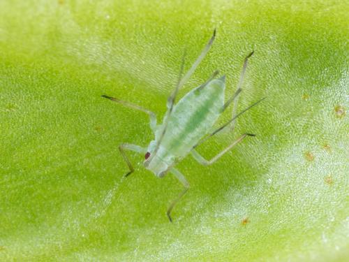 Puceron de la pomme de terre (Macrosiphum euphorbiae)_10