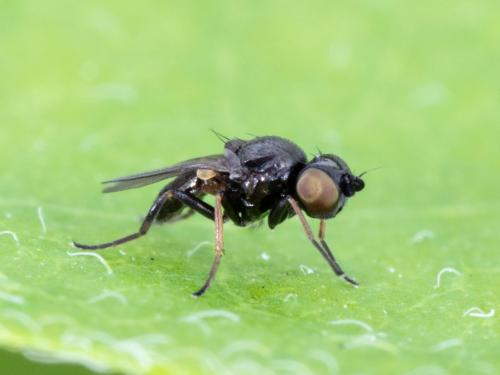 Oscinie des céréales (Oscinella pusilla)_5