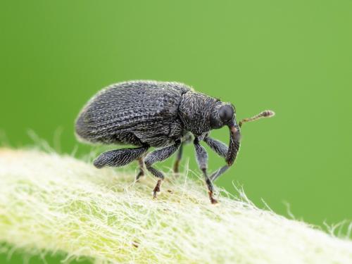 Orcheste du pommier (Orchestes pallicornis)_4