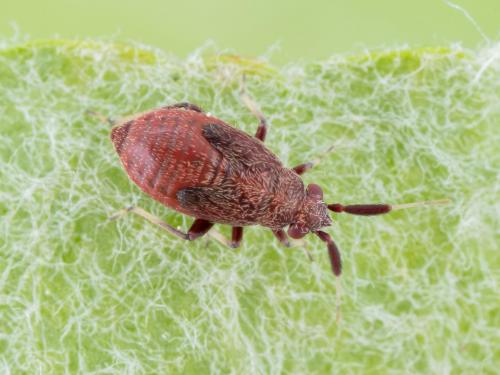 Punaise brune du pommier (Atractotomus mali)_2