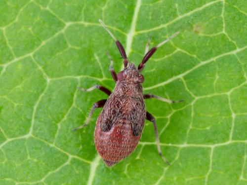 Punaise brune du pommier (Atractotomus mali)_3