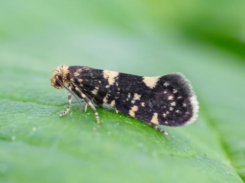 Pique-bouton du framboisier (Lampronia corticella)_4