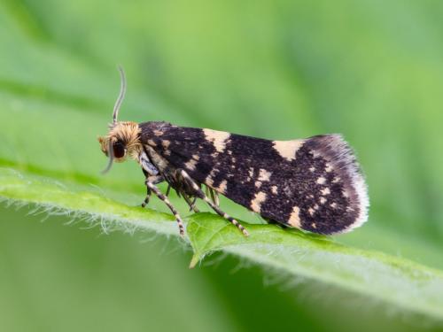 Pique-bouton du framboisier (Lampronia corticella)_6