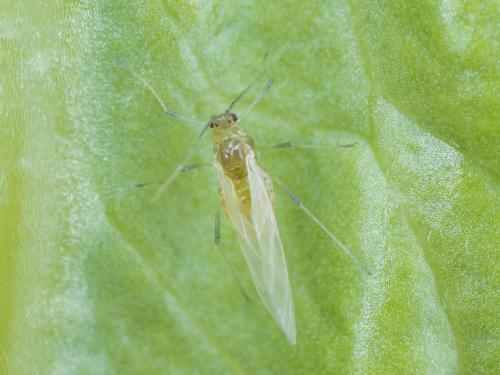 Puceron de la laitue (Nasonovia ribisnigri)