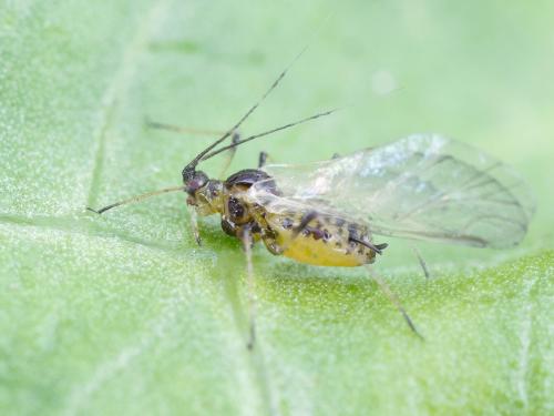 Puceron de la laitue (Nasonovia ribisnigri)_8