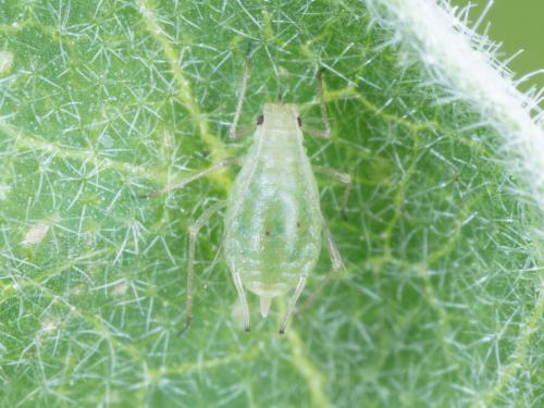 Puceron vert du pêcher (Myzus persicae)_9