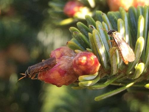 Perce-pousse du sapin (Pleroneura brunneicornis)_3