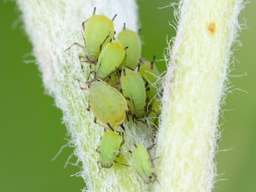 Puceron vert du pommier (Aphis pomi)_3