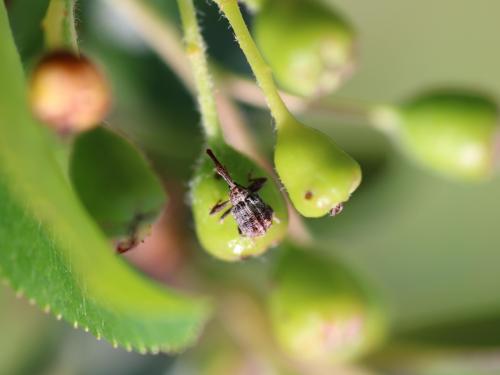 Charançon de la pomme (Anthonomus quadrigibbus)_15