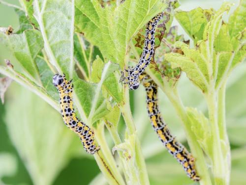 Arpenteuse groseillier (Macaria ribearia)_1