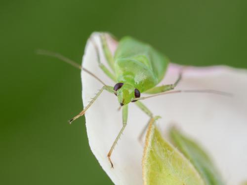 Lygocoris pabulinus_4