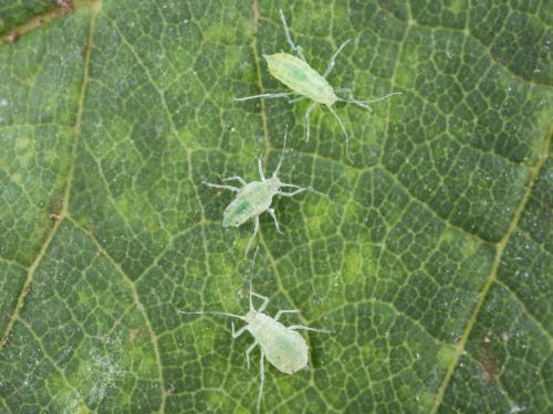 Puceron farineux du prunier (Hyalopterus pruni)_6