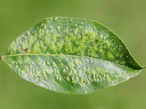 Phytopte du poirier (Eriophyes pyri)_3