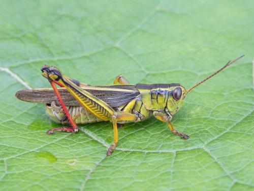 Criquet birayé (Melanoplus bivittatus)_2